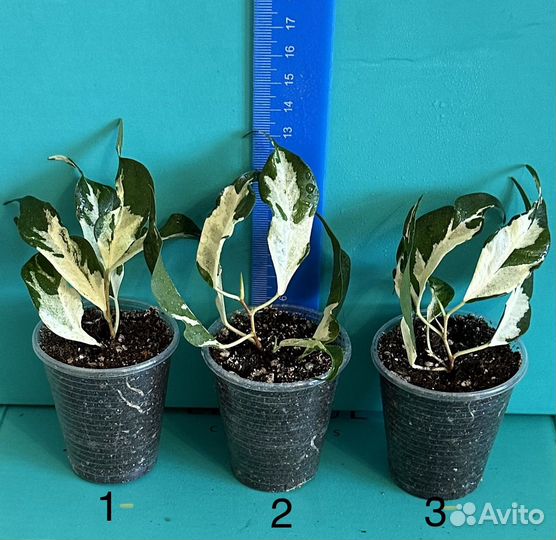 Фикус Керли