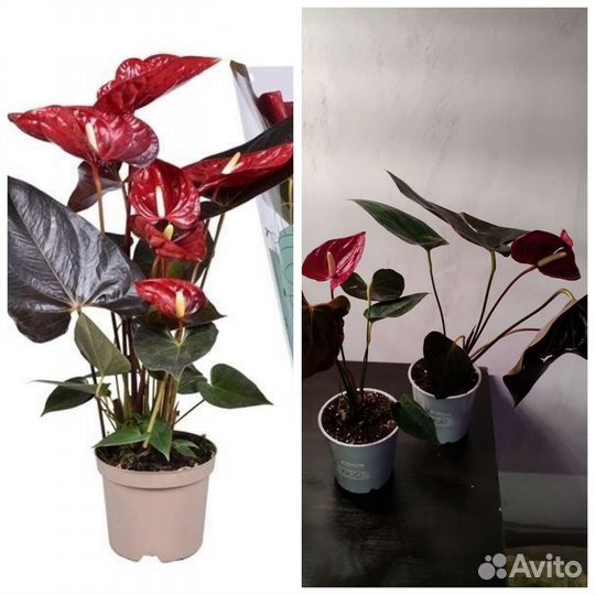 Антуриумы #4