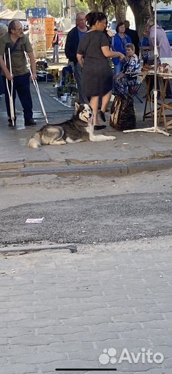 Потеряшка Хаски