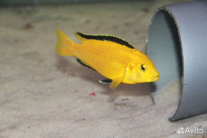 Малавийские цихлиды, аквариумные рыбки