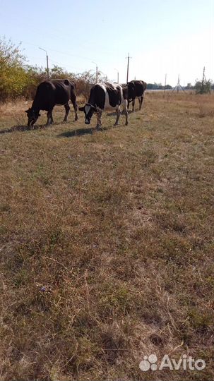 Коровы и телки стельные