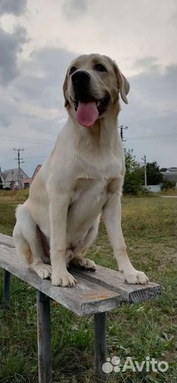 Собака лабрадор вязка