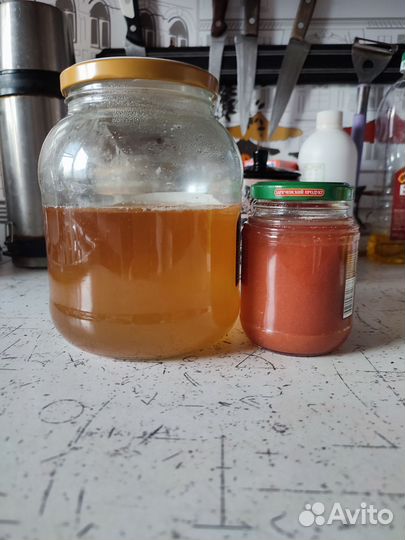 Винный гриб