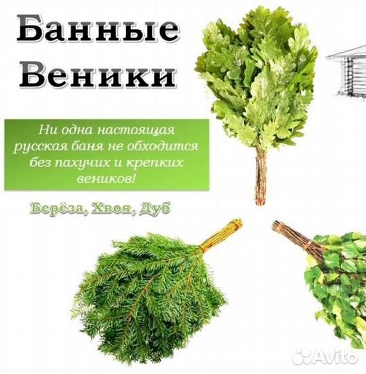 Пихтовые веники