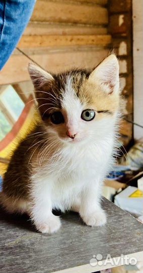 Кошка в дар