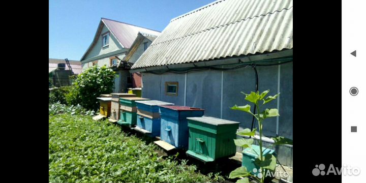 Пчелы с ульями