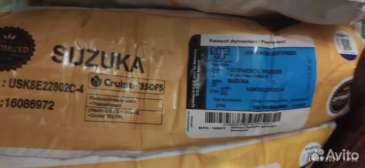 Семена подсолнечник Сингента