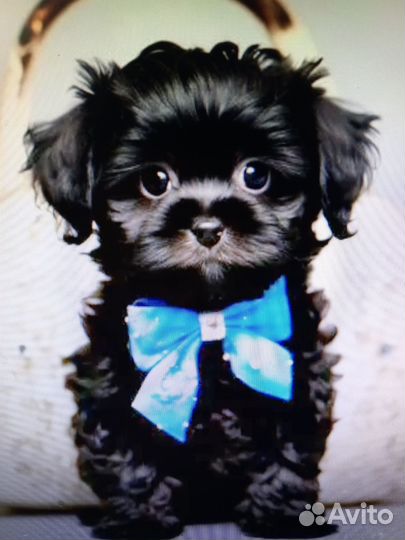 Мальтипу, мини детки