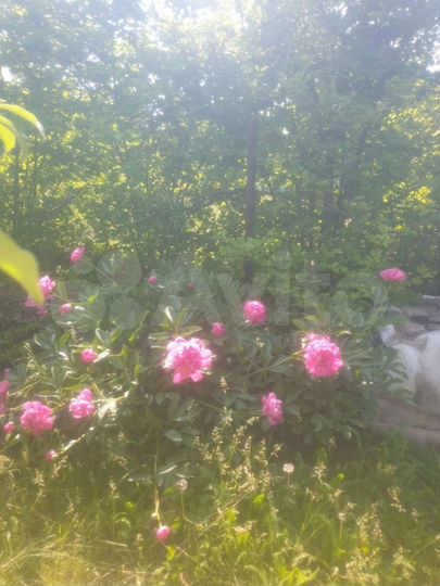 Участок 9 сот. (СНТ, ДНП)