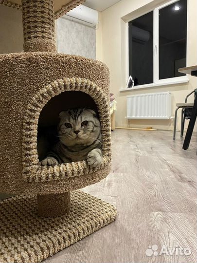 Шотландский вислоухий кот на вязку