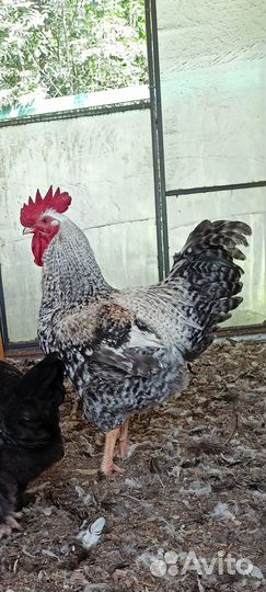 Молодые петухи