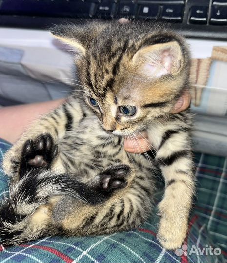 Котята в добрые руки бесплатно