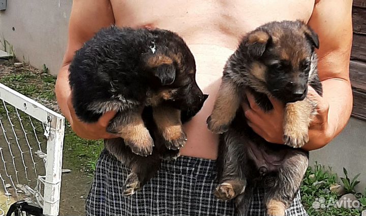 Щенки немецкой овчарки