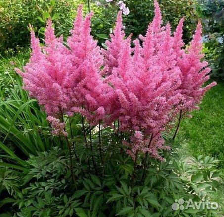Астильба Арендса Gloria Purpurea Саженцы, Рассада