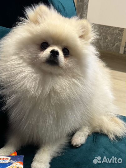 Померанский шпиц вязка кобель