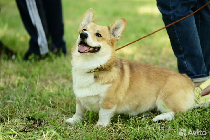 Вельш-корги пемброк Вязка