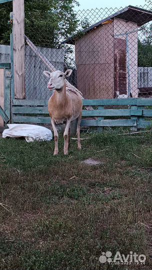 Катумские бараны