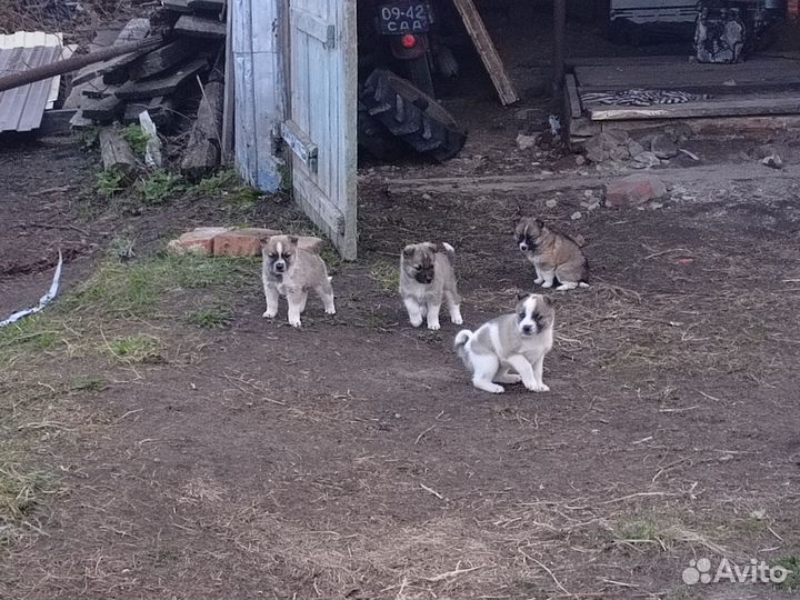 Щенки лайки бесплатно