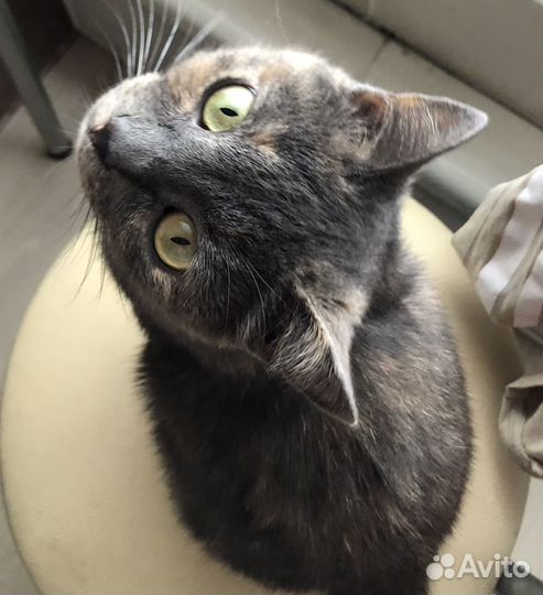 Алечка ищет мампап