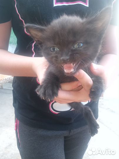 Отдам бесплатно