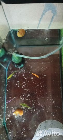 Аквариумные рыбки