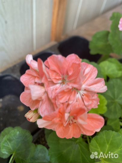 Пеларгония герань