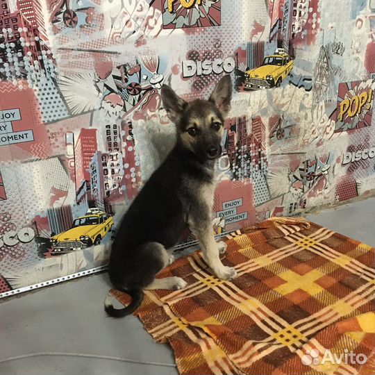 Щенок в дар