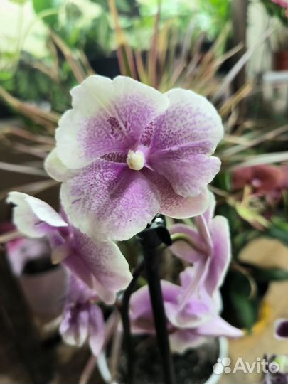 Орхидея фаленопсис