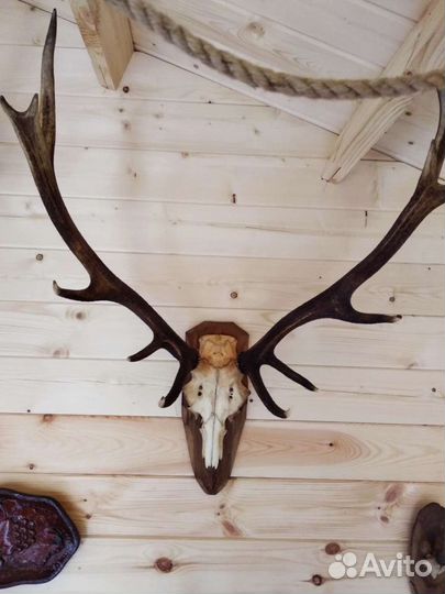 Рога косули, оленя, лося