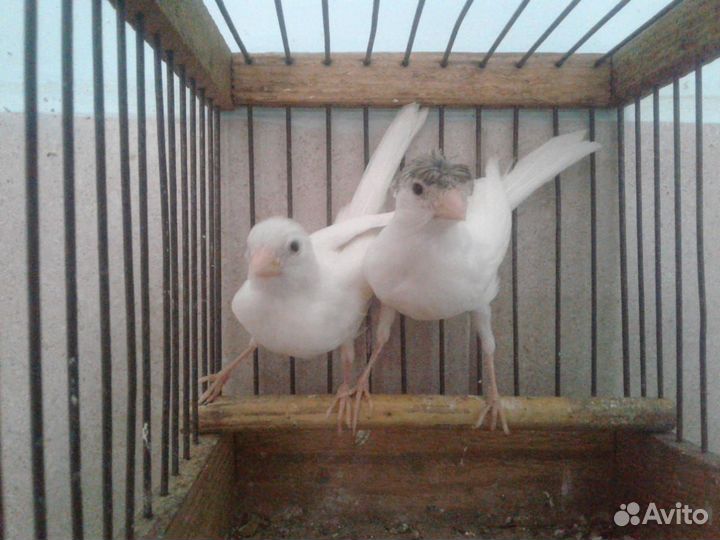 Кенара и канарейки Новосибирск