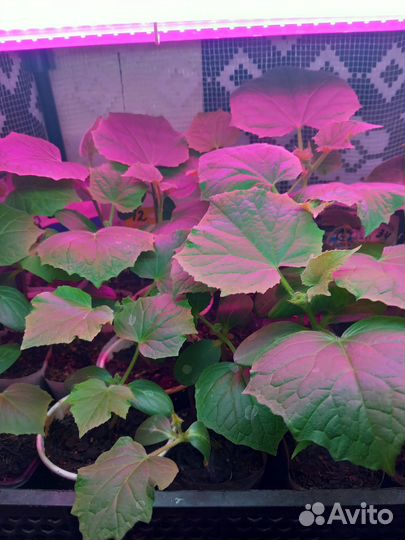 Рассада капусты