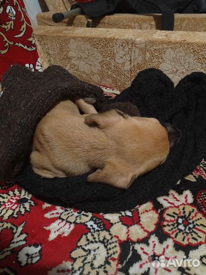 Отдаётся в добрые руки