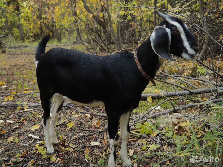 Нубийская козочка