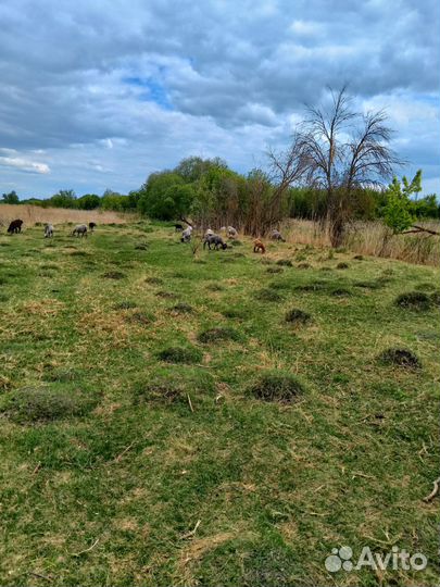 Домашние животные