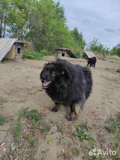 Собаки бесплатно