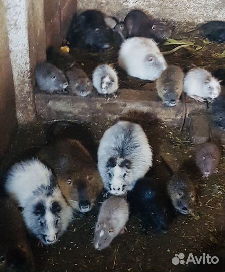 Разноцветные нутрии самцы и самки