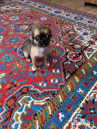 Чихуахуа мини