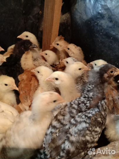 Цыплята несушки подрощенные