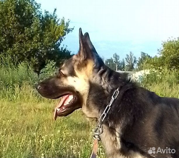 Вязка кобель вео