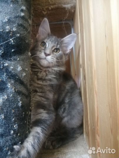 Котята мейн-кун