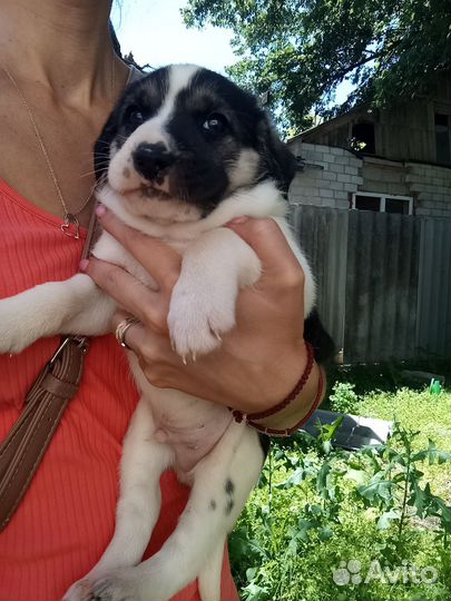 Щенок помесь