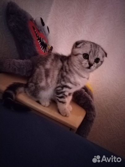 Продам котенка