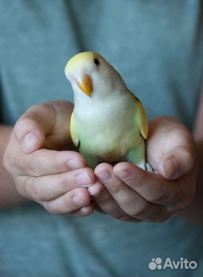 Попугай неразлучники