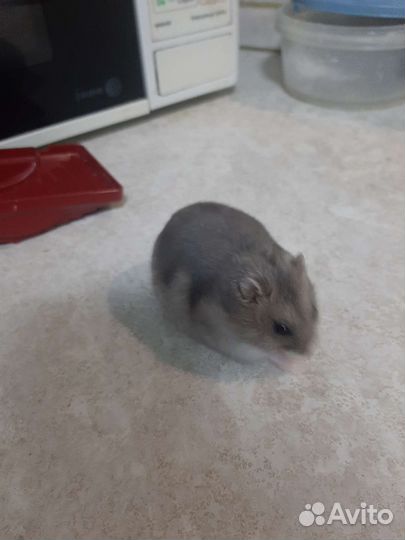 Джунгарский хомяк
