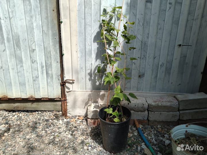 Цветы клематисы