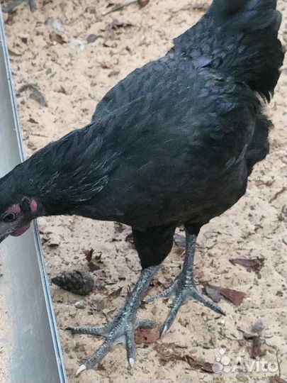 Молодые петухи