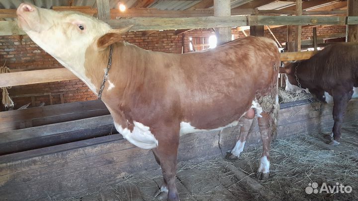 Бычки 2022 г.р