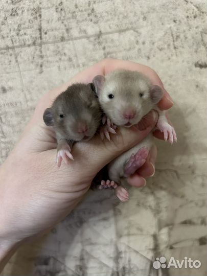 Крысята Дамбо Сиам и Шоколад