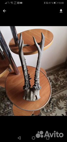 Рога косули