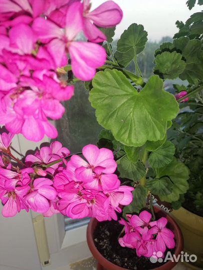 Пеларгония